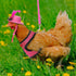 9 Pcs Chicken Harness with Leash and Hats Set, Funny Accessories for Hens, Duck, Goose, Parrot, Adjustable Training