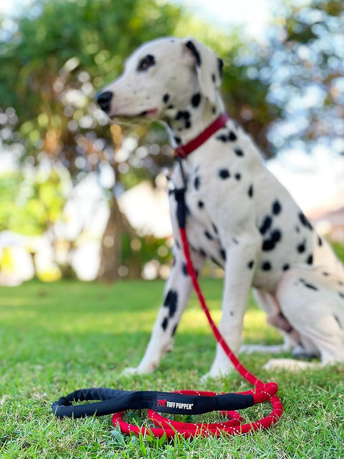 Sentry Heavy Duty Rope Dog Leash, 6 Foot with Lockable Metal Carabiner, Reflective for Safe Night Walks