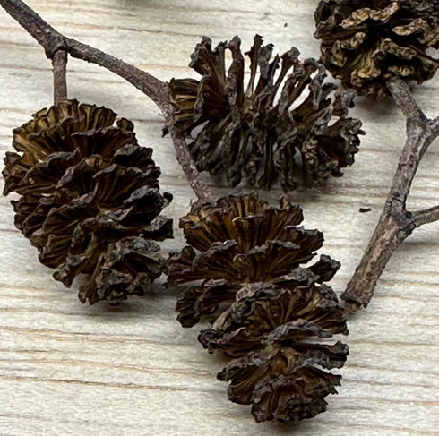 Awesome Aquatic Alder & Casuarina Cones, Betta Shrimp Tank, Promotes Natural Habitat (50 Pack Alder)