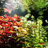 PLANTEREST BUY2GET1FREE Ludwigia Repens Super Red Mini Leaves Live Aquarium Plant Stems