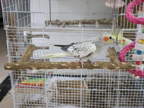 Large Bird Perch Stand, Natural Pepper Wood Bird Parrot Stand Branch, Birdcage Accessories for Parrots and Budgies