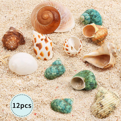 Hermit Crab Shells Medium and Large, 12PCS Growth Turbo Seashells for Small Medium and Large Crabs.