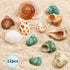 Hermit Crab Shells Medium and Large, 12PCS Growth Turbo Seashells for Small Medium and Large Crabs.