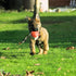Dingo Gear Dog Toys for Puppies, Leather Balls with Handle, K9 Tug Toy Ball for Training, Outdoor Tug of War, 2x4