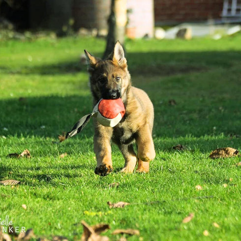 Dingo Gear Dog Toys for Puppies, Leather Balls with Handle, K9 Tug Toy Ball for Training, Outdoor Tug of War, 2x3