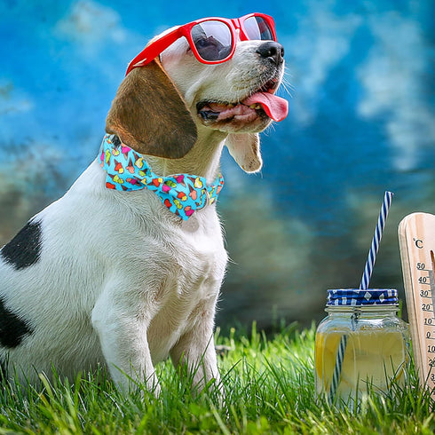 Summer Dog Collar with Bow Tie, Cotton Blue Bowtie Collar for Small Dogs, Comfortable with Metal Buckle, S, 10-16in