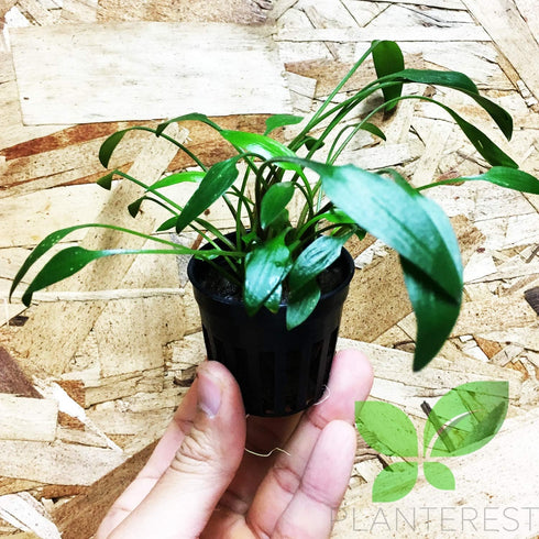 PLANTEREST BUY2GET1FREE Cryptocoryne Lutea Potted Tropical Easy Live Aquarium Plants Decorations for Fish Tank
