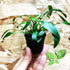 PLANTEREST BUY2GET1FREE Cryptocoryne Lutea Potted Tropical Easy Live Aquarium Plants Decorations for Fish Tank
