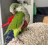 Magnoloran 2Pcs 80in Bird Diapers Bird Harness Flight Suits Diapers with Flying Leash Parrot Nappy with Waterproof