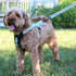 Pawtitas Reflective Dog Harness - Comfortable & Padded for Controlled Walks or Runs - XS, Orange