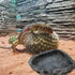 Reptile Water Dish Food Bowl, 2 Pack Corner Bowl for Bearded Dragon, Lizard, Frog, Gecko, Tortoise, Hermit Crab