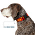 Buckle-Down Plastic Clip Collar, The Flash BOOM-KABOOM!, 1" Wide, Fits 15-26" Neck, Large
