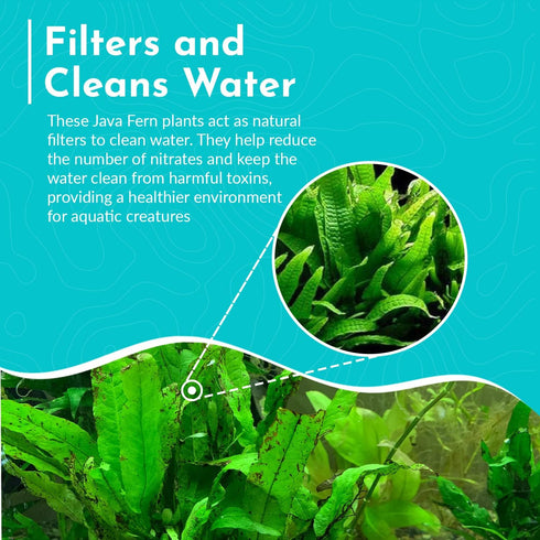 Live Plants for Fish Tank - Java Fern Mat with Coconut Coir, Microsorum Pteropus - Ideal Live Plants for Beta Fish Tank