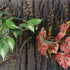 Fake Reptile Plants for Terrarium, Turtle Tank Plants with Suction Cup