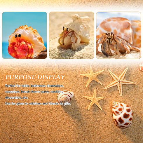 Hermit Crab Shell - Opening Size 0.6"-2", Medium to Large Growth Turbo Seashells for Aquarium Décor, Nautical