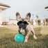 Puppy Dog UV Glasses with Adjustable Strap, Anti-Fog & Windproof Foldable Pet Sunglasses for Dogs