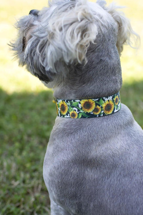 Country Country (1 Inch, Brook Petz - Dairy Fields Martingale Dog Collar and Leash - and Western Collection Featuring