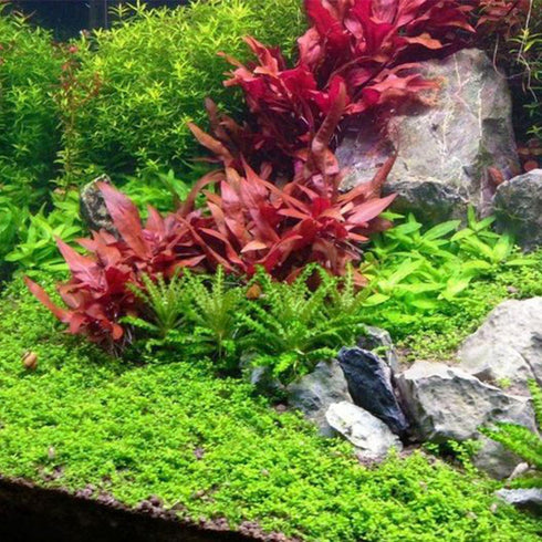 Generic 3xAlternanthera Lilacina Plants, Live Aquarium Plant | Deep Purple & Red Aquatic Stem Plant for Stunning