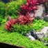 Generic 3xAlternanthera Lilacina Plants, Live Aquarium Plant | Deep Purple & Red Aquatic Stem Plant for Stunning