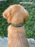 Heavy Duty Dog Collar With Handle | Ballistic Nylon Collar | Padded Reflective Collar with Adjustable Stainless Steel