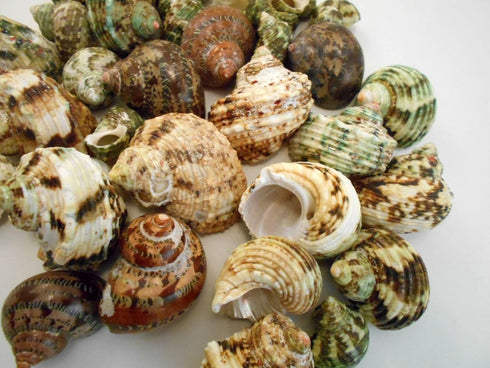 Florida Shells and Gifts Inc. 30 1"-2" 1/2"-1") FSG - Select Hermit Crab Shells Lot Size (Opening Seashells - Includes