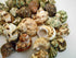 Florida Shells and Gifts Inc. 30 1"-2" 1/2"-1") FSG - Select Hermit Crab Shells Lot Size (Opening Seashells - Includes