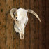 Qonutoci 4 Pack 4.1"x1.4" 100% European Mount Skull Hanger, Stainless Steel, Stainless Steel, Wall Mount, Industrial