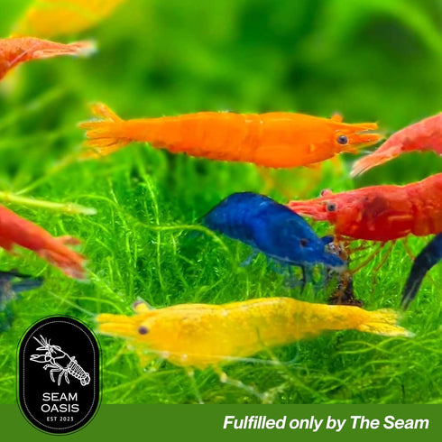 (Pack 10) Mix Neocaridina Shrimps for Freshwater Aquariums