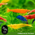 (Pack 10) Mix Neocaridina Shrimps for Freshwater Aquariums