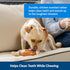 PetSafe Busy Buddy Chompin' Chicken Dog Toy - BPA Free Rubber Chew Toy for Small to Large Dogs