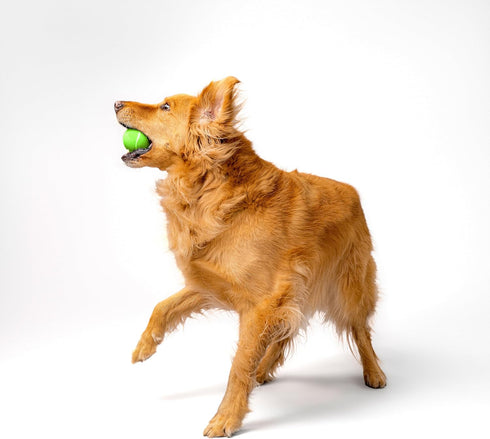 Playology Squeaky Dog Toy | Durable Rubber Interactive Fetch Ball | Sweet Potato Scented for Medium Dogs