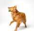 Playology Squeaky Dog Toy | Durable Rubber Interactive Fetch Ball | Sweet Potato Scented for Medium Dogs