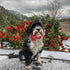 Lionheart Glory Christmas Plaid Dog Collar, Adjustable Soft Comfortable Flower Collar for Small Dogs, Pet Gift Fall