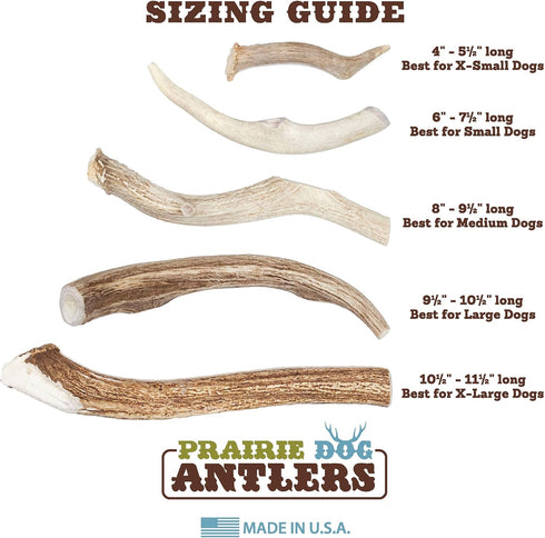 Prairie Dog Antlers, North American Whole Deer Antler, MEDIUM, Naturally Shed, 6-7.5 inches long