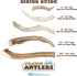 Prairie Dog Antlers, North American Whole Deer Antler, MEDIUM, Naturally Shed, 6-7.5 inches long