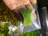 2 1 Dwarf Hairgrass Eleocharis Parvula Live Aquarium Plants Carpeting Plant for Aquatic Freshwater Fish Tank Buy GET