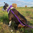 Heavy Duty Bungee Dog Leash - 6 ft to 7.5 ft for Large and Medium Dogs, No Pull Reflective Tactical Leash with Soft