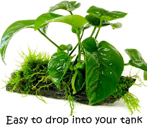 (Anubias Barteri Butterfly) Anubias, Java Fern, Moss and More! Freshwater Live Aquarium Plants on Driftwood for Aquatic