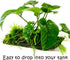(Anubias Barteri Butterfly) Anubias, Java Fern, Moss and More! Freshwater Live Aquarium Plants on Driftwood for Aquatic