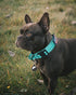 Tactical Dog Collar - Adjustable Military Nylon Reflective Collar with Handle and Heavy Duty Metal Buckle for Large Dogs