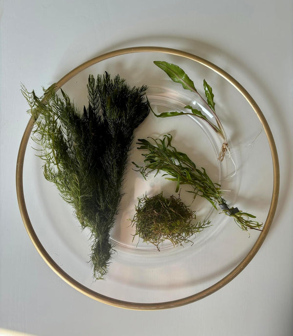 Generic Shrimp Aquarium Live Plant Bundle- Hornwort, Stellatus, Crypt, & Moss.
