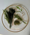 Generic Shrimp Aquarium Live Plant Bundle- Hornwort, Stellatus, Crypt, & Moss.