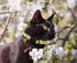BoomBone Cat Collar Breakaway with Bell, Cute Animal Pendants, 3 Pack Bee Flamingo Beetle Spring Kitten Collar