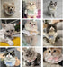 ANNUOZE 6PCS Pet Lace Bib, Sweet Cat Bandana with Bow, Cotton Dog Saliva Towel, Cute Round Neck Scarf for Kitty Puppy