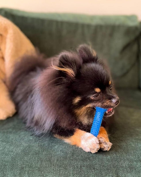 15 lbs, 1 Count Nylabone Textured Dental Bone Flexi Chew Toy for Dogs, Dog Toys for Moderate Chewers, Chicken Flavor