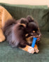 15 lbs, 1 Count Nylabone Textured Dental Bone Flexi Chew Toy for Dogs, Dog Toys for Moderate Chewers, Chicken Flavor