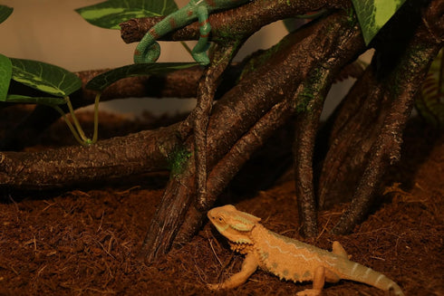 AQUA KT Reptile Climbing Branch Tree Trunk with Leaves for Lizard Bearded Dragon Snake Gecko Leopard Chameleon Frog