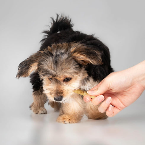 Fieldcrest Farms Nothing to Hide Natural Rawhide Alternative Small Twist Stix for Dogs - 10 Sticks, All Natural Chews