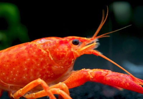 1 Aquatic Arts Male Neon Red Crayfish | Live Freshwater Aquarium Lobster / Crawfish / Crawdad / Real Living Fish Tank
