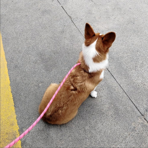 12FT / 20FT Anti-Choke Long Training Lead, Reflective Nylon No Pull Leash for Medium Large Dogs, 3/8" Thick Slip Rope